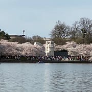 Peak Bloom - Cherry Blossoms