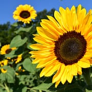 Sunflower Strategy