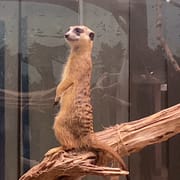 meerkat