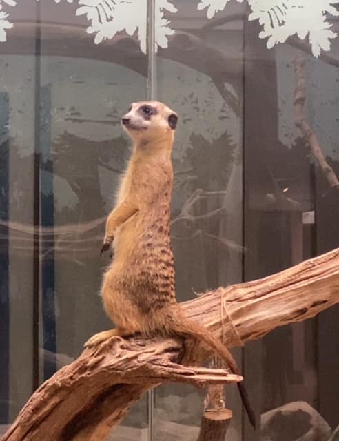 meerkat