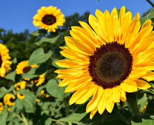 Sunflower Strategy