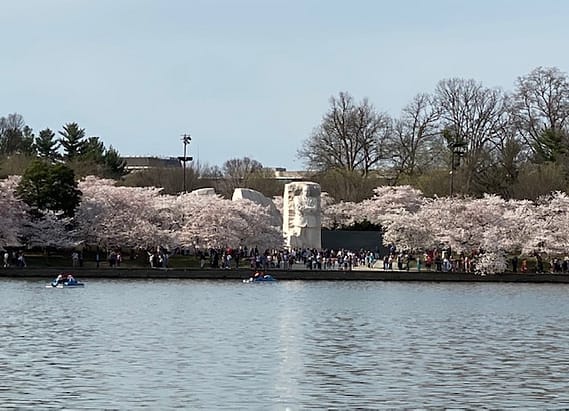 Peak Bloom - Cherry Blossoms