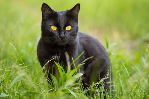 cat - energy healing for pets